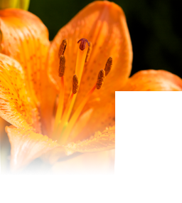 Blüte